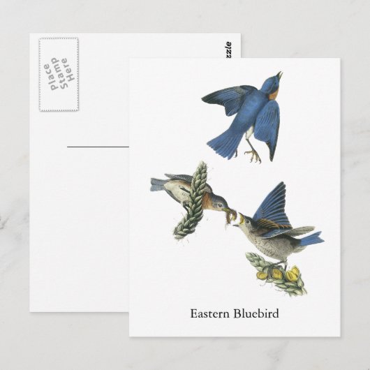 Eastern Bluebird, John Audubon Postkarte (Vorne/Hinten)