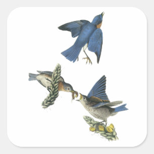 Eastern Bluebird, John Audubon Quadratischer Aufkleber