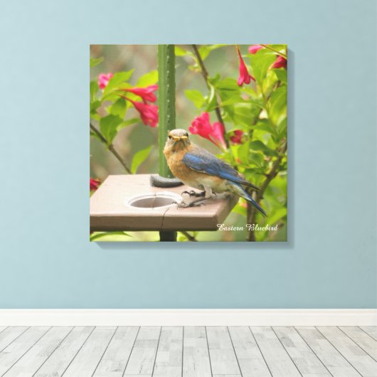 Eastern Bluebird Leinwanddruck (Insitu (Holzboden))