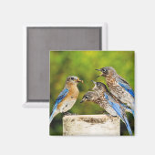Eastern Bluebird Magnet (Vorderseite/Rückseite)