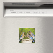 Eastern Bluebird Magnet (In Situ (Geschirrspüler))