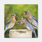 Eastern Bluebird Magnet (Vorne)