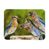 Eastern Bluebird Magnet (Horizontal)