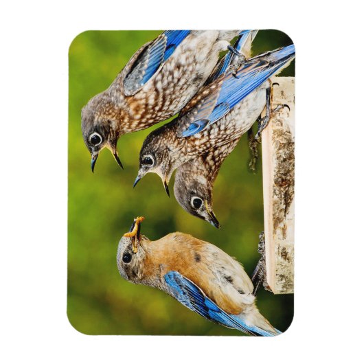 Eastern Bluebird Magnet (Vertikal)