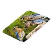 Eastern Bluebird Magnet (Linke Seite)