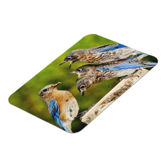 Eastern Bluebird Magnet (Linke Seite)