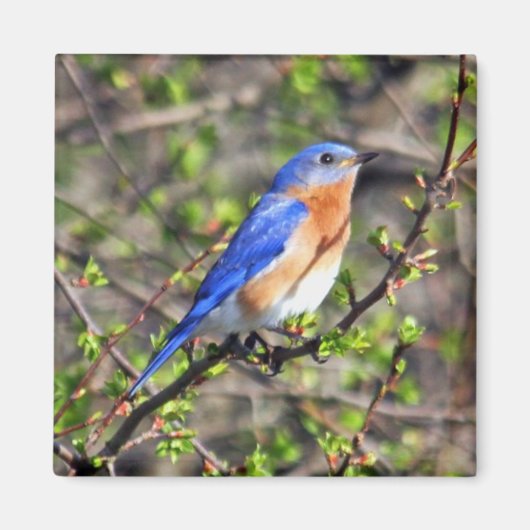 Eastern Bluebird Magnet (Vorne)
