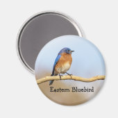 Eastern Bluebird Magnet (Vorderseite/Rückseite)