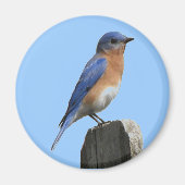 Eastern Bluebird Magnet (Vorne)