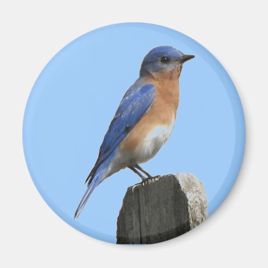 Eastern Bluebird Magnet (Vorne)