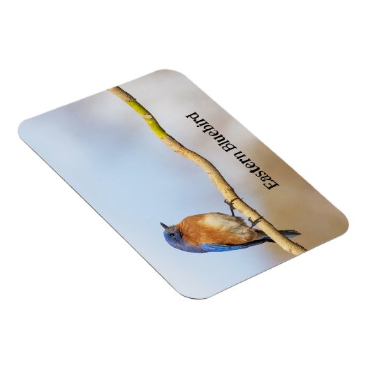 Eastern Bluebird Magnet (Rechte Seite)