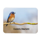 Eastern Bluebird Magnet (Horizontal)