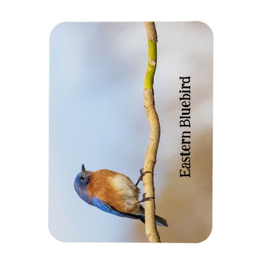Eastern Bluebird Magnet (Vertikal)