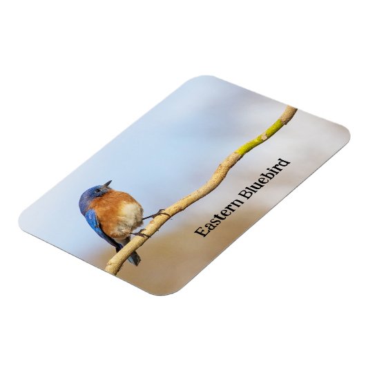 Eastern Bluebird Magnet (Linke Seite)