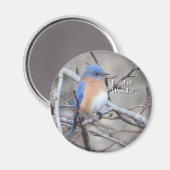 Eastern Bluebird-Magnet Magnet (Vorderseite/Rückseite)