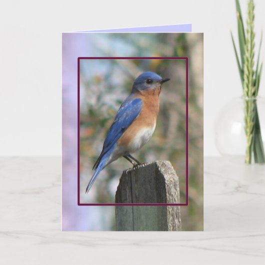 Eastern Bluebird Male Card Feiertagskarte (Vorderseite)