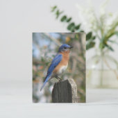 Eastern Bluebird Male Postcard Postkarte (Stehend Vorderseite)