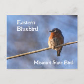 Eastern Bluebird Missouri Staat Bird Fotografy Postkarte (Vorderseite)