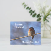 Eastern Bluebird Missouri Staat Bird Fotografy Postkarte (Stehend Vorderseite)