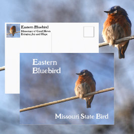 Eastern Bluebird Missouri Staat Bird Fotografy Postkarte