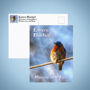 Eastern Bluebird Missouri Staat Bird Fotografy Postkarte
