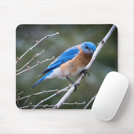 Eastern Bluebird Mousepad (Mit Mouse)