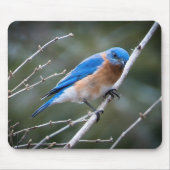 Eastern Bluebird Mousepad (Vorne)