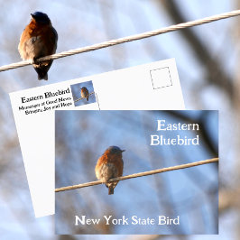 Eastern Bluebird New York Staaten Bird Fotografy Postkarte