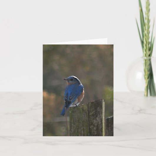 Eastern Bluebird Note Card Karte (Vorderseite)