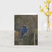 Eastern Bluebird Note Card Karte (Gelbe Blume)
