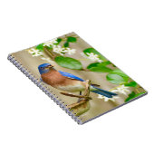 Eastern Bluebird Notebook-Spiralgeschenk Notizblock (Rechte Seite)