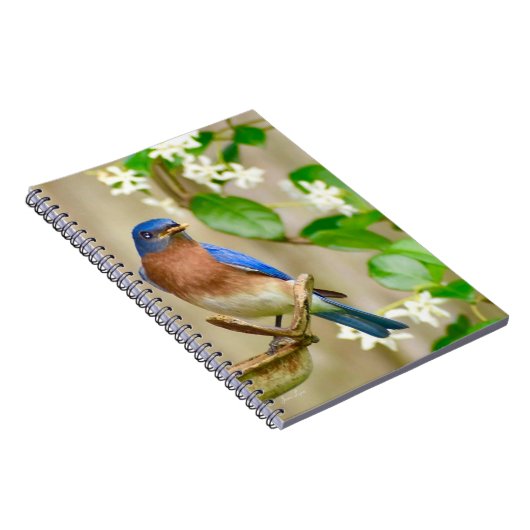 Eastern Bluebird Notebook-Spiralgeschenk Notizblock (Rechte Seite)