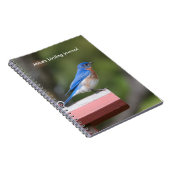 Eastern Bluebird Notizblock (Rechte Seite)