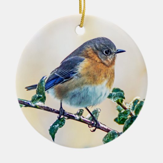 Eastern Bluebird Ornament (Vorne)