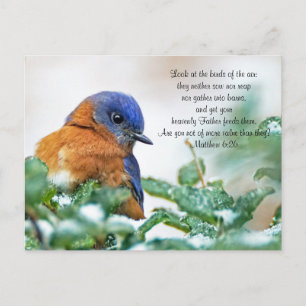 Eastern Bluebird Postcard Matthew 6:26 Postkarte