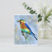 Eastern Bluebird...Postcard Postkarte (Stehend Vorderseite)