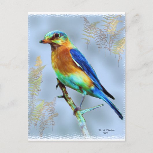Eastern Bluebird...Postcard Postkarte (Vorderseite)