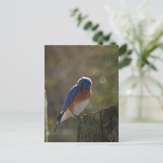 Eastern Bluebird Postcard Postkarte (Stehend Vorderseite)