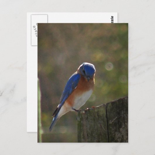 Eastern Bluebird Postcard Postkarte (Vorne/Hinten)