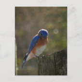 Eastern Bluebird Postcard Postkarte (Vorderseite)
