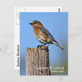 Eastern Bluebird Postcard Postkarte (Vorne/Hinten)