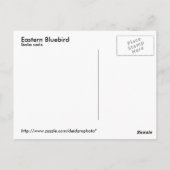 Eastern Bluebird Postcard Postkarte (Rückseite)