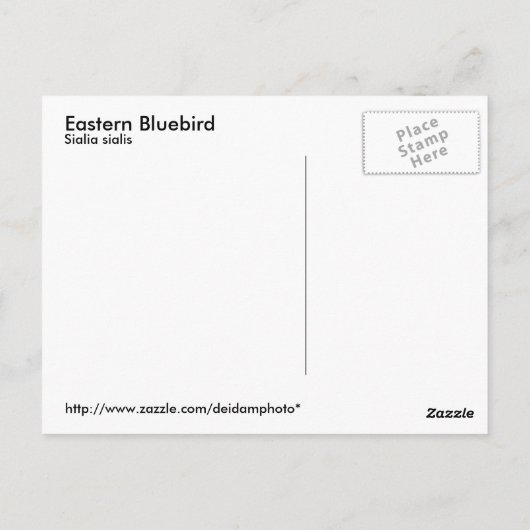 Eastern Bluebird Postcard Postkarte (Rückseite)