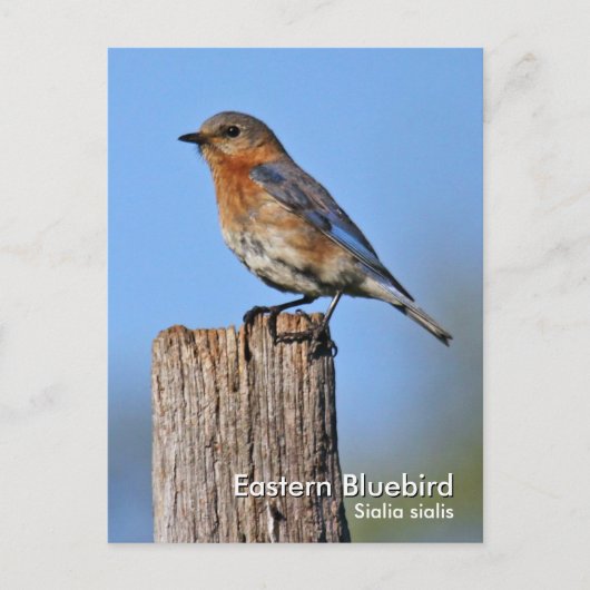 Eastern Bluebird Postcard Postkarte (Vorderseite)