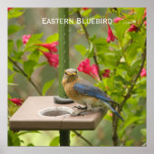 Eastern Bluebird Poster (Vorne)