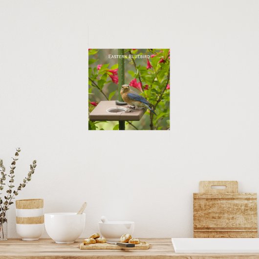 Eastern Bluebird Poster (Küche)