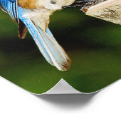 Eastern Bluebird Poster (Ecke)