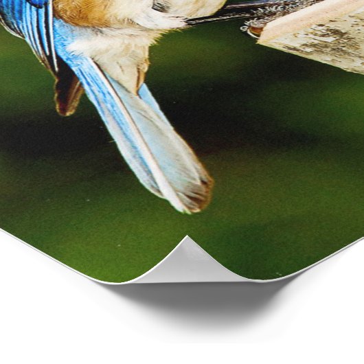 Eastern Bluebird Poster (Ecke)