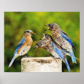 Eastern Bluebird Poster (Vorne)