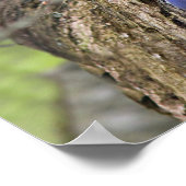 Eastern Bluebird Poster (Ecke)